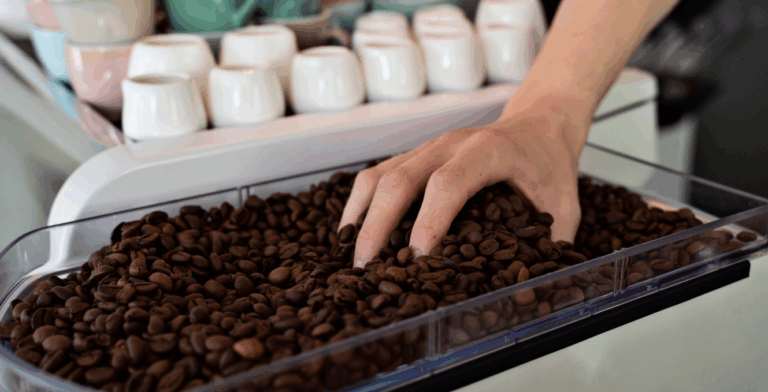 How Chocolate Is Made: A Simple Guide From Cocoa Bean to Chocolate Bar